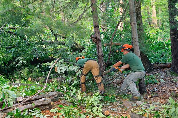 Best Large Tree Removal  in Union City, CA